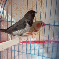 فنچ بنگالی اسپانیایی