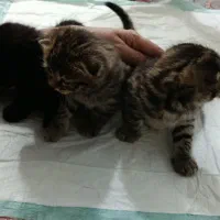 بچه گربه