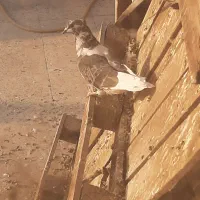 ۷ عدد کفتر|پرنده|کهریزک, |دیوار