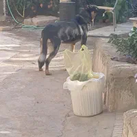 ژرمن|سگ|سبزوار, خسروجرد|دیوار