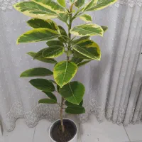 طلایی|گل و گیاه طبیعی|بندر گناوه, |دیوار