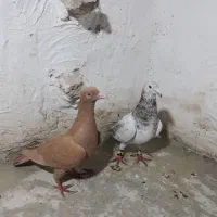 کله سفید و زرد و دم سفید|پرنده|سبزوار, شرق کال میانی|دیوار