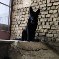 واگذاری یک جفت سگ ژرمن جفت ماده|سگ|ابریشم, |دیوار