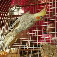 طوطی عروس هلندی دوکت|پرنده|بابل, |دیوار