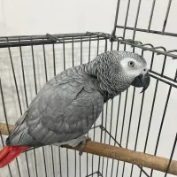 پرنده کاسکو|پرنده|فردیس, قریشی|دیوار