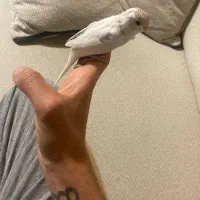 مرغ عشق|پرنده|فولادشهر, A2|دیوار