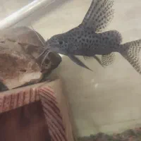 یک عدد ماهی کت وارونه|ماهی|رشت, حومه رشت|دیوار