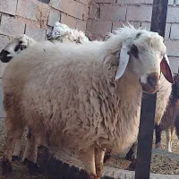 بره نر|حیوانات مزرعه|قائن, |دیوار