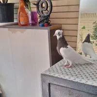 سبز دم‌سفید ماده طوق قهوه ماده|پرنده|شیراز, قصرالدشت|دیوار