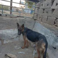 واگذاری ژرمن وپاکوتا|سگ|صباشهر, |دیوار