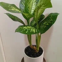 دیفن سعید|گل و گیاه طبیعی|مشهد, کوه سنگی|دیوار