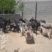 بز کهره دار