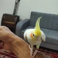 عروس هلندی گم شده