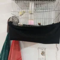 قناری ماده معاوضه با نر