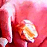 انگشتر طلای من گمشده