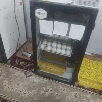 دستگاه جوجه کشی اسکندری168|لوازم جانبی حیوانات|بوشهر, |دیوار