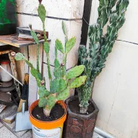 فروش دو عدد کاکتوس(صخره‌ای-آپونتیا)