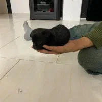 واگذاری توله پودل عروسکی