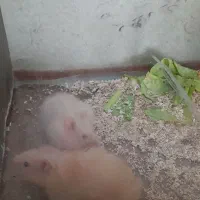 همستر|موش و خرگوش|سنندج, |دیوار