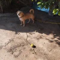 سگ بازیگوش و پاکوتاه