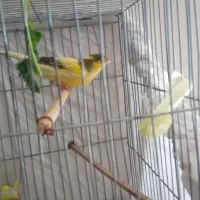 قناری قورولتی بخوان|پرنده|اردبیل, |دیوار