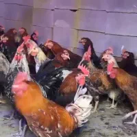 مرغ و خروس محلی