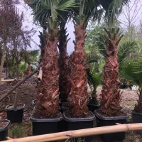 گل و گیاه بیرونی تولید و پخش لاوسن یاس پالم