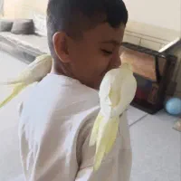 عروس هلندی لو تینو چشم شرابی|پرنده|نجف‌آباد, یزدانشهر|دیوار