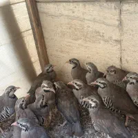 ک///بک پرورشی