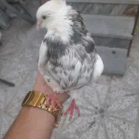 کبوتر خوشگل