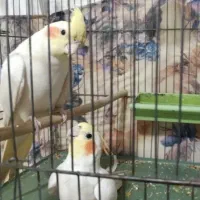 عروس هلندی سخنگو