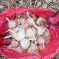 سیر درجه یک همدان تازه