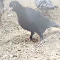 کفتر|پرنده|خاش, |دیوار