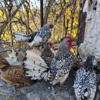 سیبرایت|حیوانات مزرعه|خوانسار, |دیوار