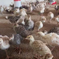 جوجه بوقلمون برنز و بیوتی|حیوانات مزرعه|اصفهان, کشاورزی|دیوار