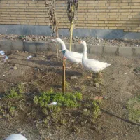 قوقاغ لیندا