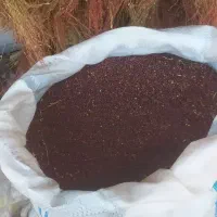 بذرجارو تخم جارو|عمده‌فروشی|جوانرود, |دیوار