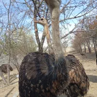 ۳عدد شتر مرغ