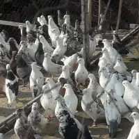 کفتر گرو یجایی دونه ای ۴۵۰