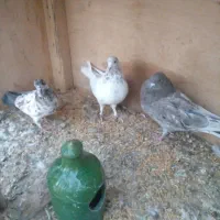 ۳ عدد کبوتر پرشی غریب|پرنده|سقز, |دیوار