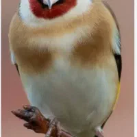 سهره نر|پرنده|یاسوج, |دیوار