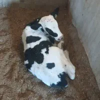 تلیسه،گاو با گوساله نر|حیوانات مزرعه|تربت جام, میان جام|دیوار