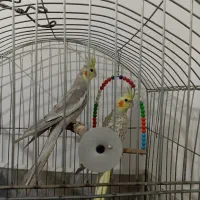 فروش عروس هلندی