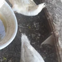 اردک روسی|حیوانات مزرعه|خرمشهر, |دیوار