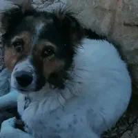 گمشده