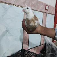 جوجه طوق زرد