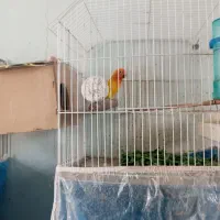 پرنده نیکشهر کوتوله و عروس هلندی|پرنده|نیک شهر, |دیوار