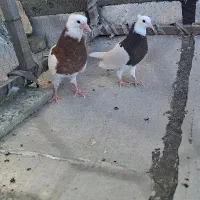 جوجه طوقی سرخ و زیره ای