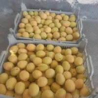باغچه و باغ انگورایستاده.دارای درختان الوان.|فروش زمین و ملک کلنگی|نوشین شهر, |دیوار