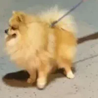 جهت کشش با ماده پامر  شما